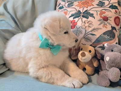 Les chiots de Berger Blanc Suisse
