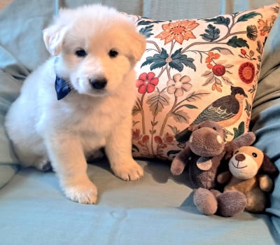 Les chiots de Berger Blanc Suisse