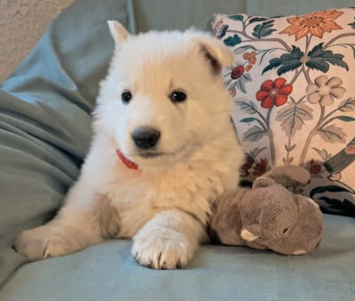 Les chiots de Berger Blanc Suisse