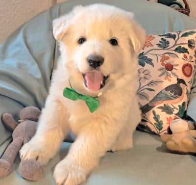 Les chiots de Berger Blanc Suisse