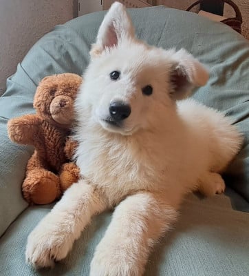 Les chiots de Berger Blanc Suisse