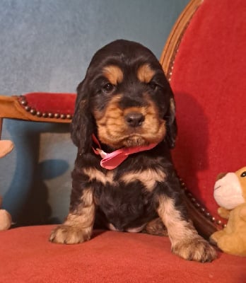 Les chiots de Cocker Spaniel Anglais