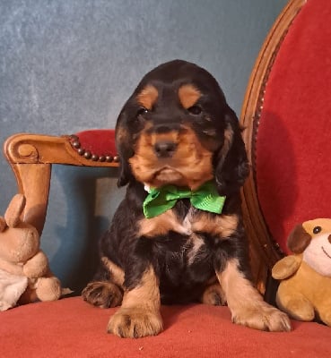Les chiots de Cocker Spaniel Anglais