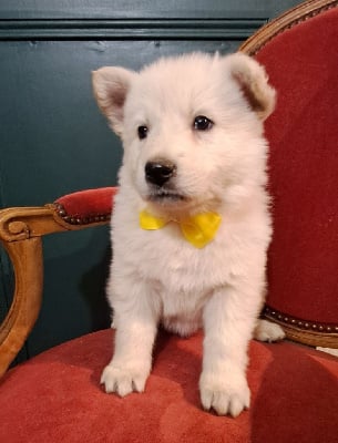 Les chiots de Berger Blanc Suisse