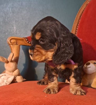 Les chiots de Cocker Spaniel Anglais