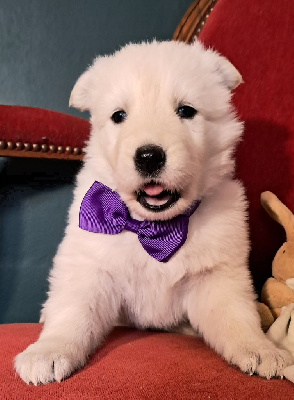 Les chiots de Berger Blanc Suisse