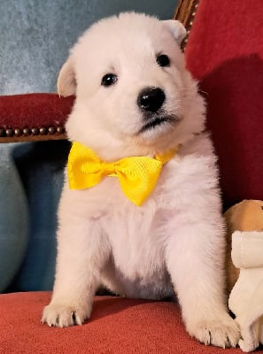 Les chiots de Berger Blanc Suisse