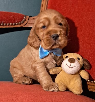 Les chiots de Cocker Spaniel Anglais