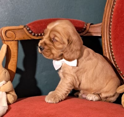 Les chiots de Cocker Spaniel Anglais