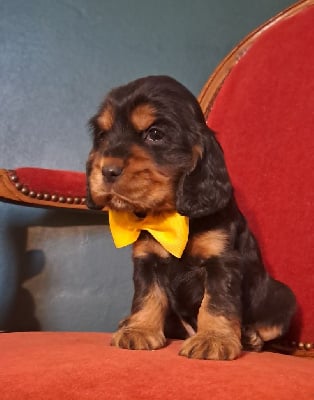 Les chiots de Cocker Spaniel Anglais