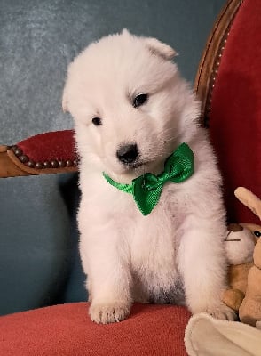 Les chiots de Berger Blanc Suisse