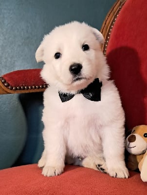 Les chiots de Berger Blanc Suisse