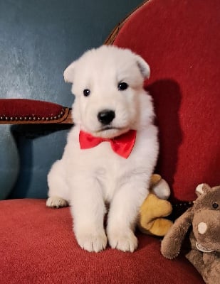 Les chiots de Berger Blanc Suisse