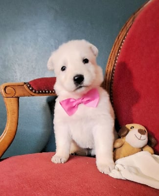 Les chiots de Berger Blanc Suisse