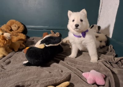 Les chiots de Berger Blanc Suisse