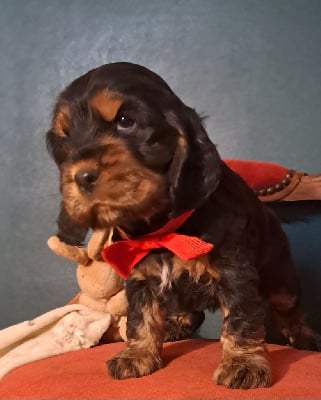 Les chiots de Cocker Spaniel Anglais