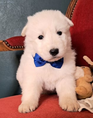 Les chiots de Berger Blanc Suisse
