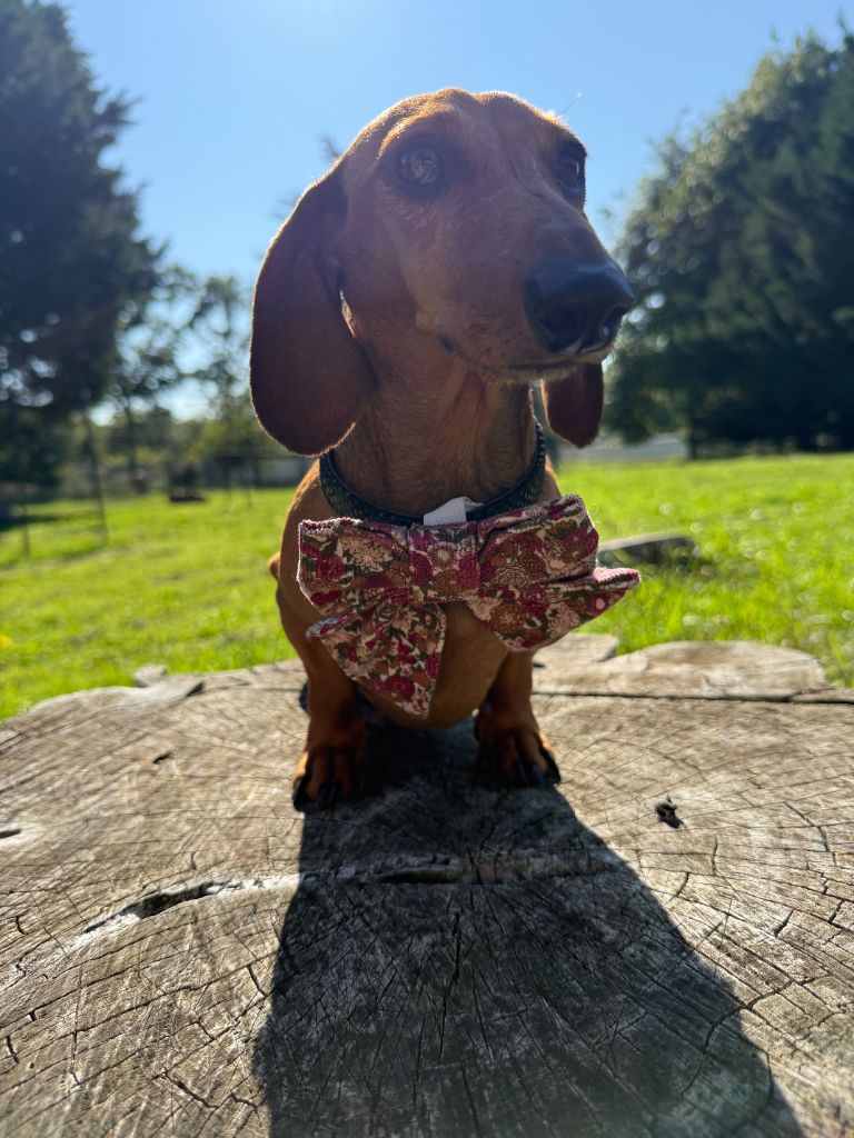 Romance Du domaine de saint clair