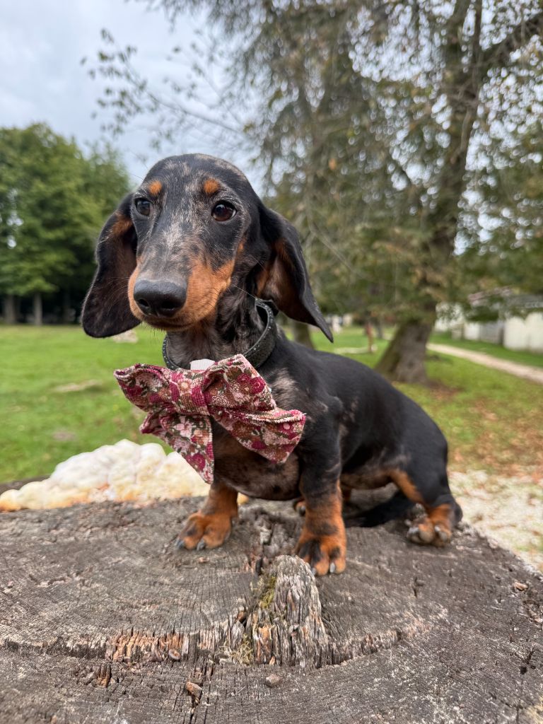 Arley queen du Domaine de la Flammelière