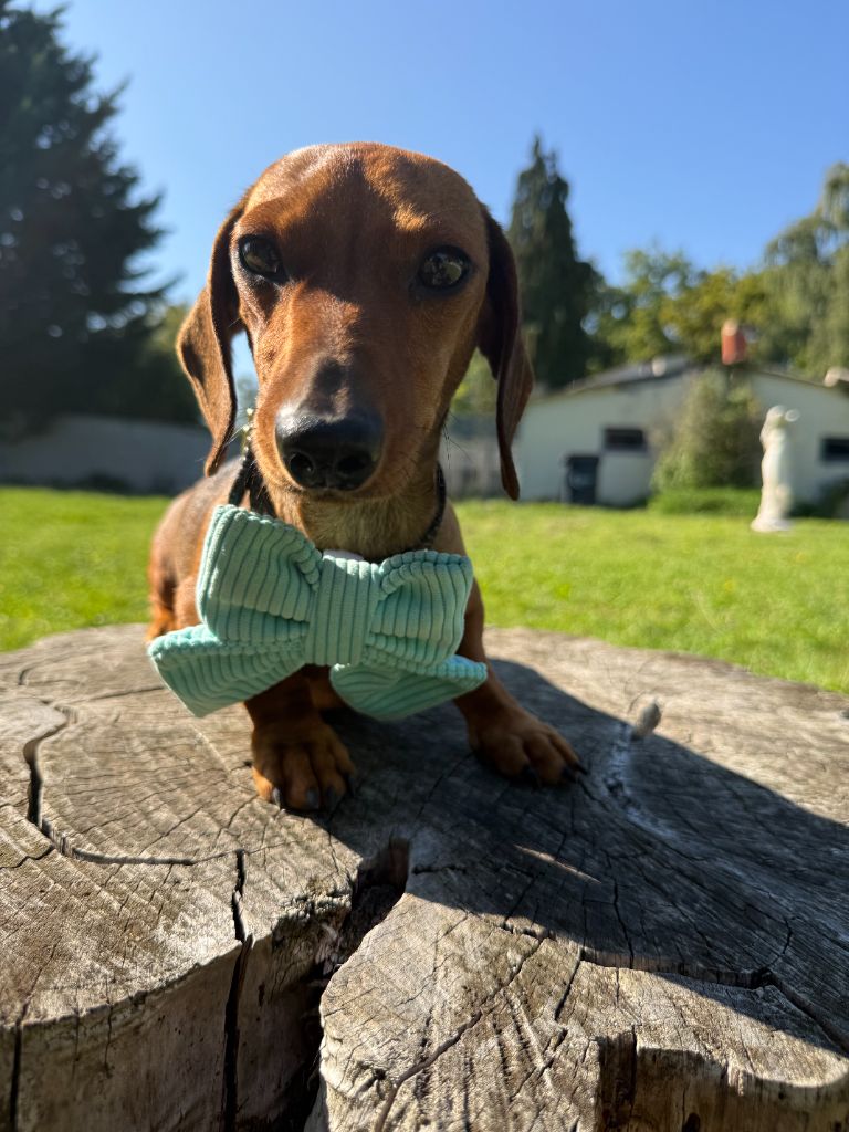 Sultane Du domaine de saint clair