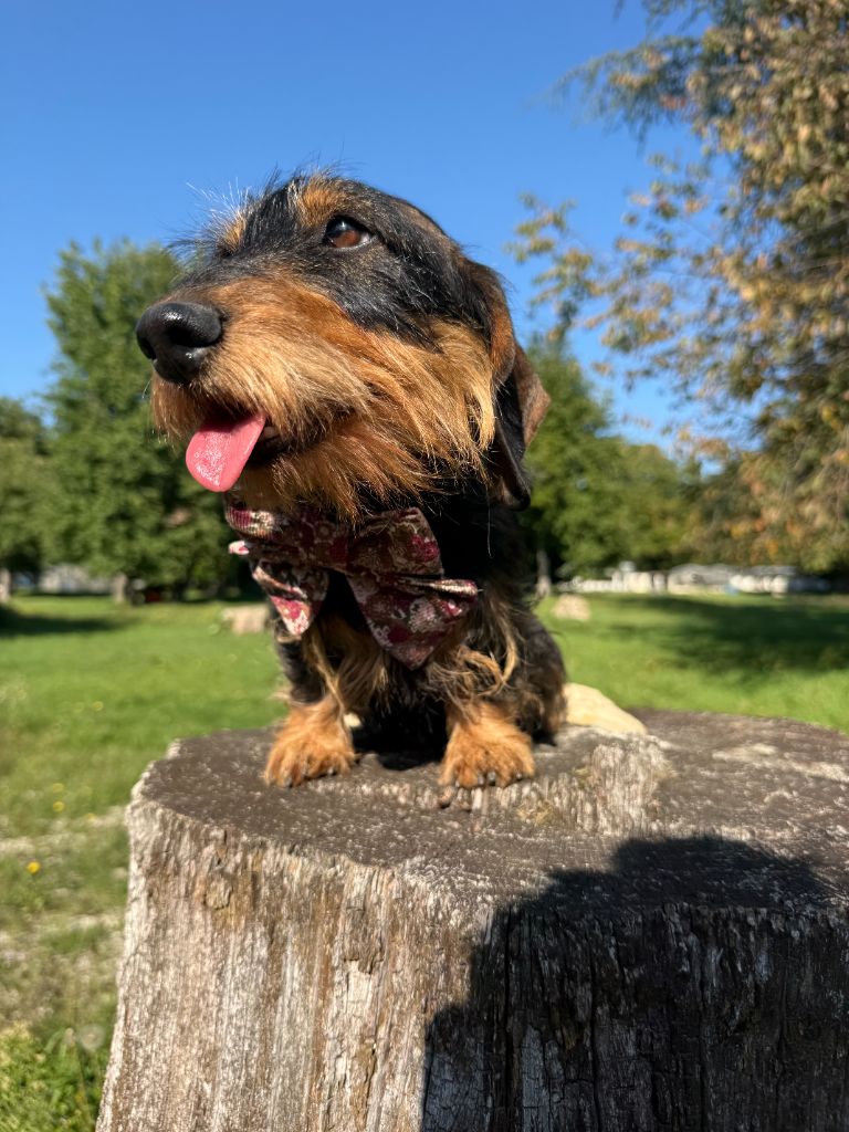 Sophie de Bellemanie