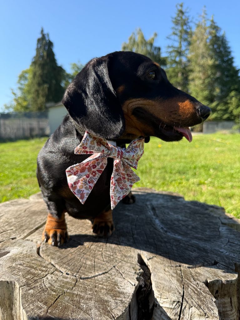 So'6 du Domaine de la Flammelière