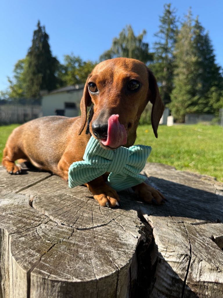 Sultane Du domaine de saint clair