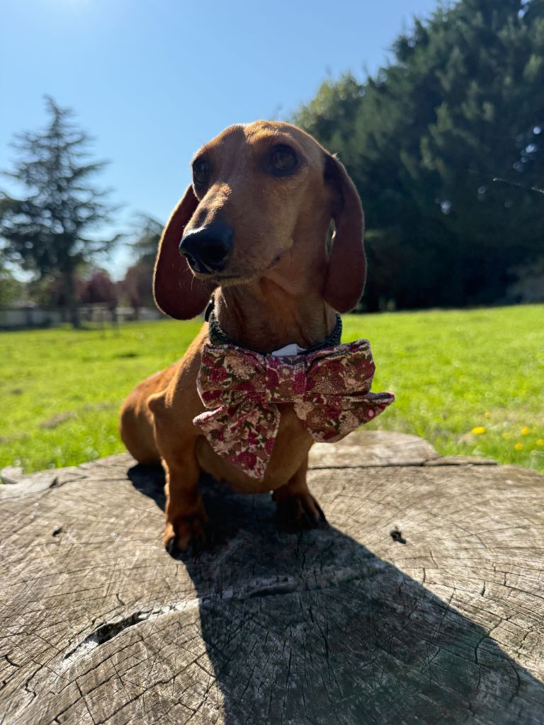 Romance Du domaine de saint clair