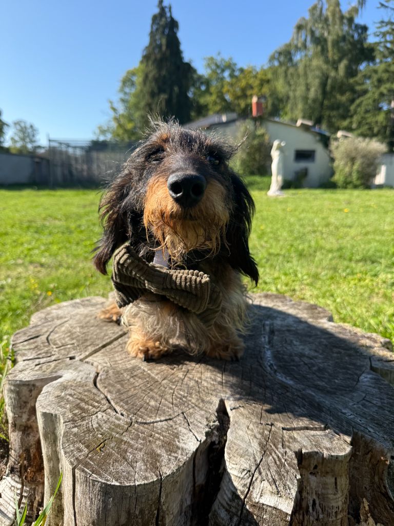 Simon Du domaine de saint clair