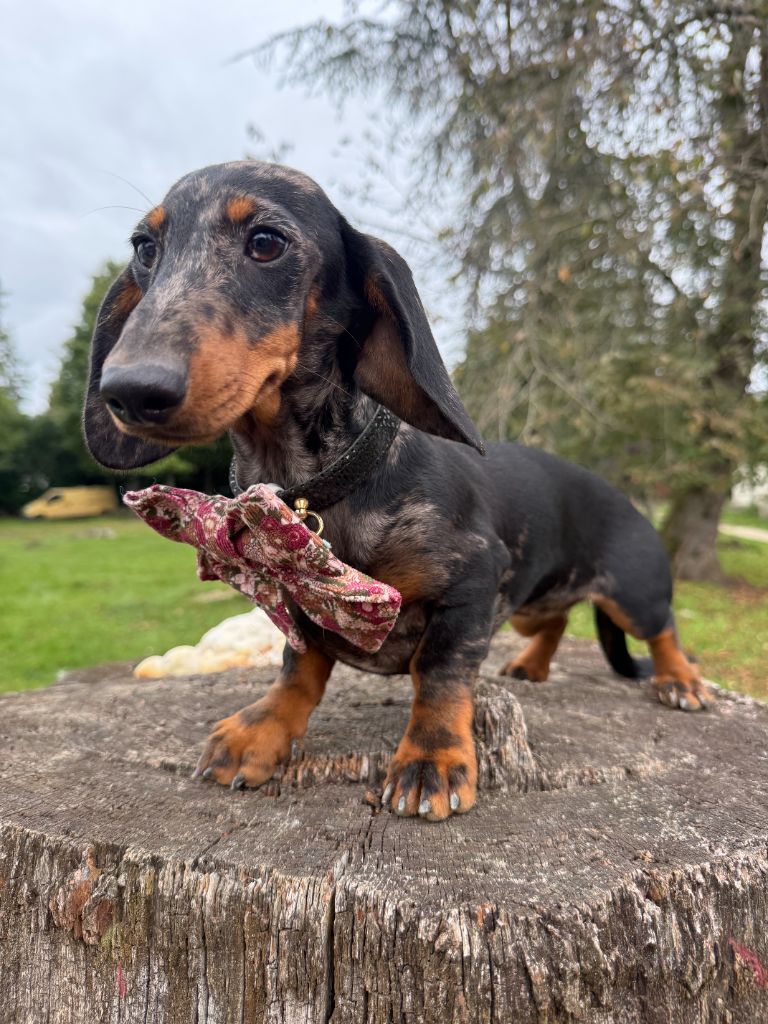 Arley queen du Domaine de la Flammelière