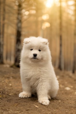 Les chiots de Samoyède