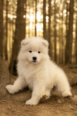 Les chiots de Samoyède