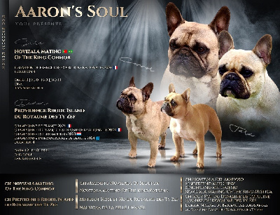 Bouledogue français - Aaron\'s Soul