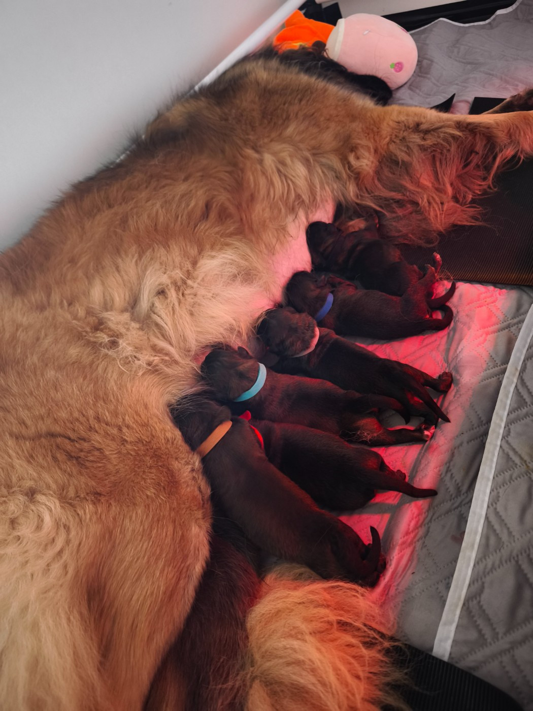 Leonberger - Des Dieux De Sarusi