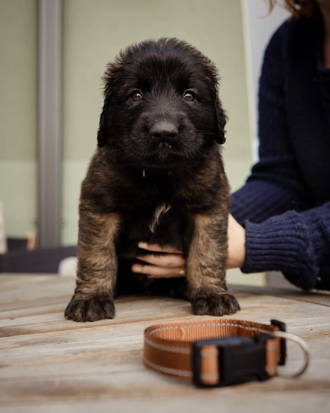 CHIOT mâle - Leonberger