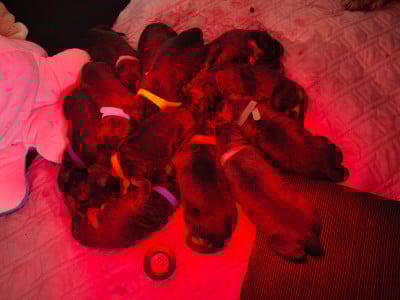 Les chiots de Leonberger