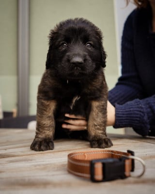 Les chiots de Leonberger