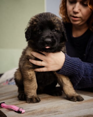 Les chiots de Leonberger
