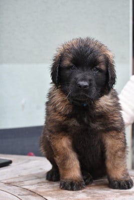 Les chiots de Leonberger