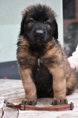 Les chiots de Leonberger