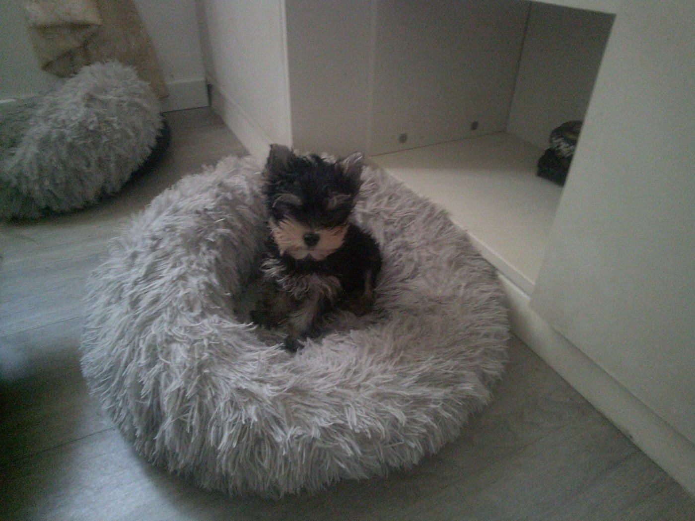 CHIOT 2 - Yorkshire Terrier