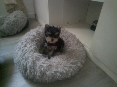 Les chiots de Yorkshire Terrier