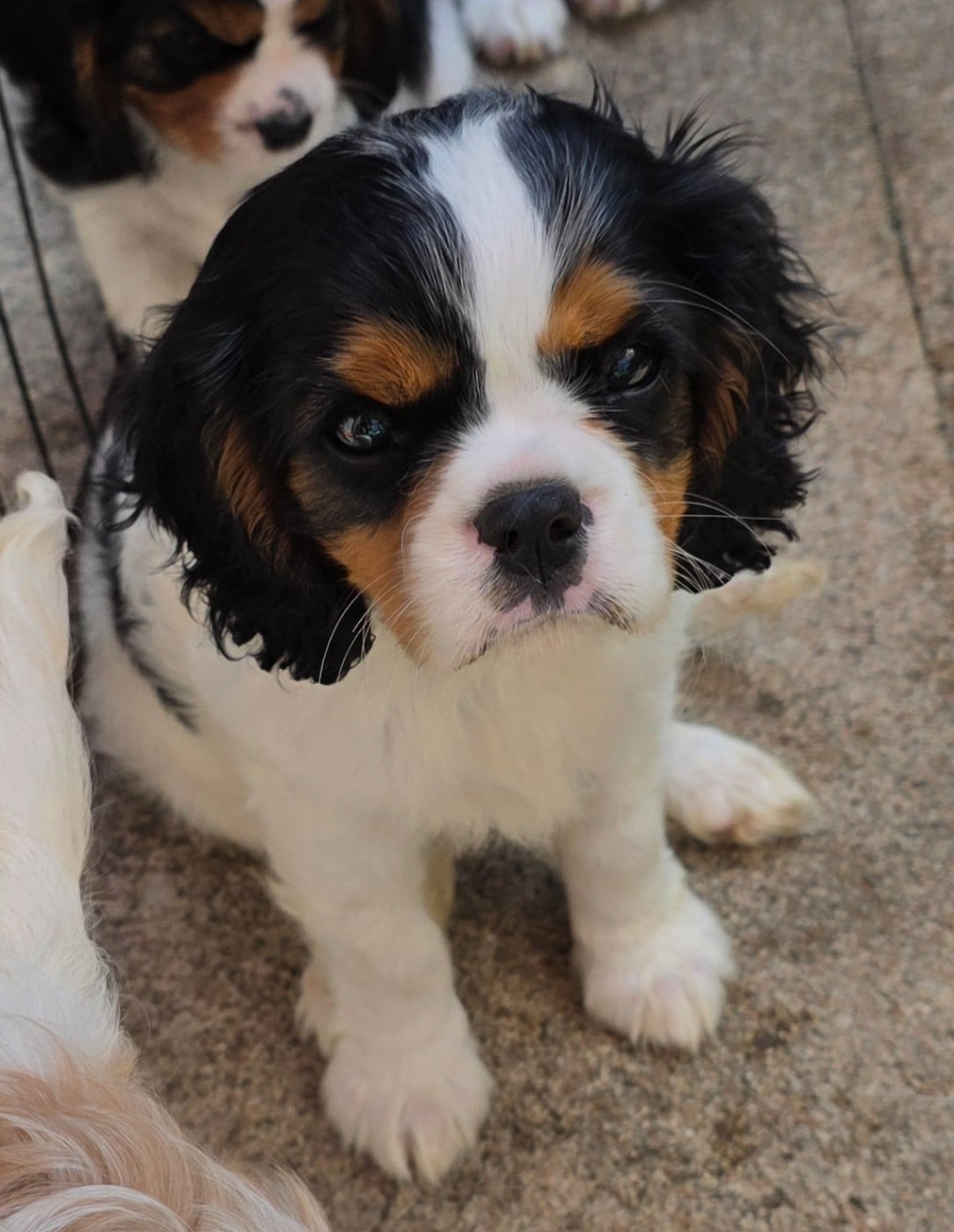 Cavalier King Charles Spaniel - du Royaume des Astres