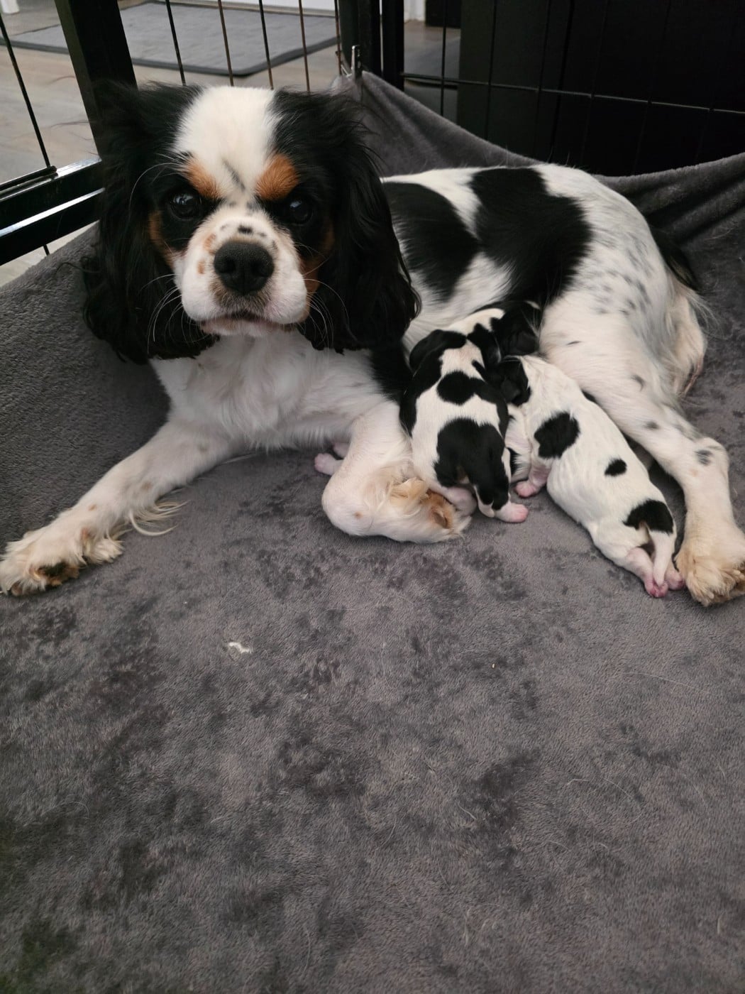 Cavalier King Charles Spaniel - du Royaume des Astres