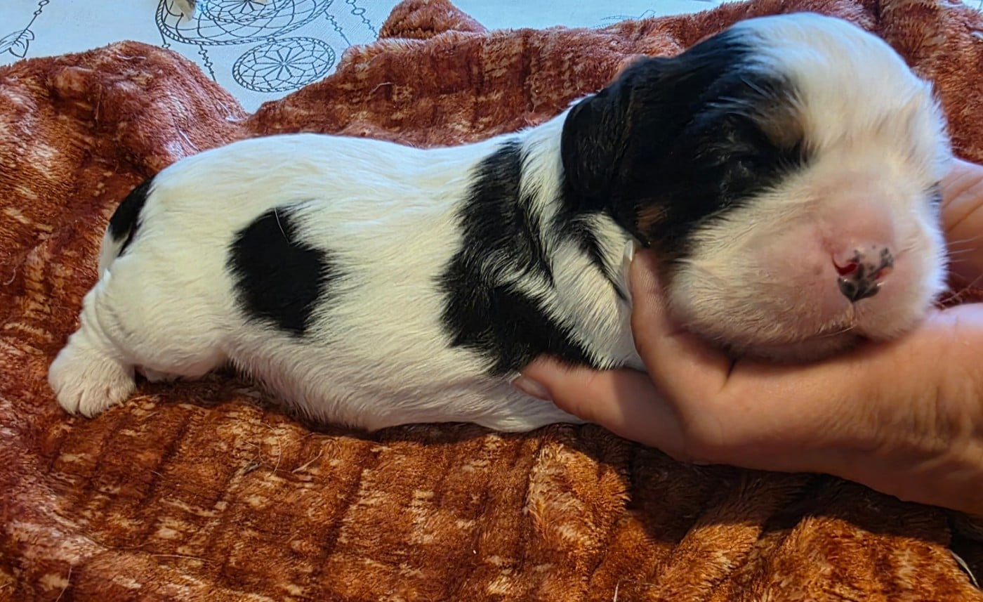 Chiot N°1