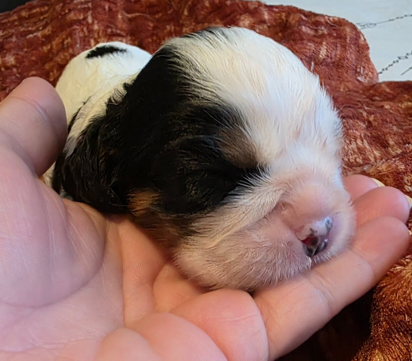 Chiot N°1