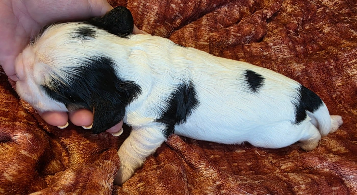Chiot N°1