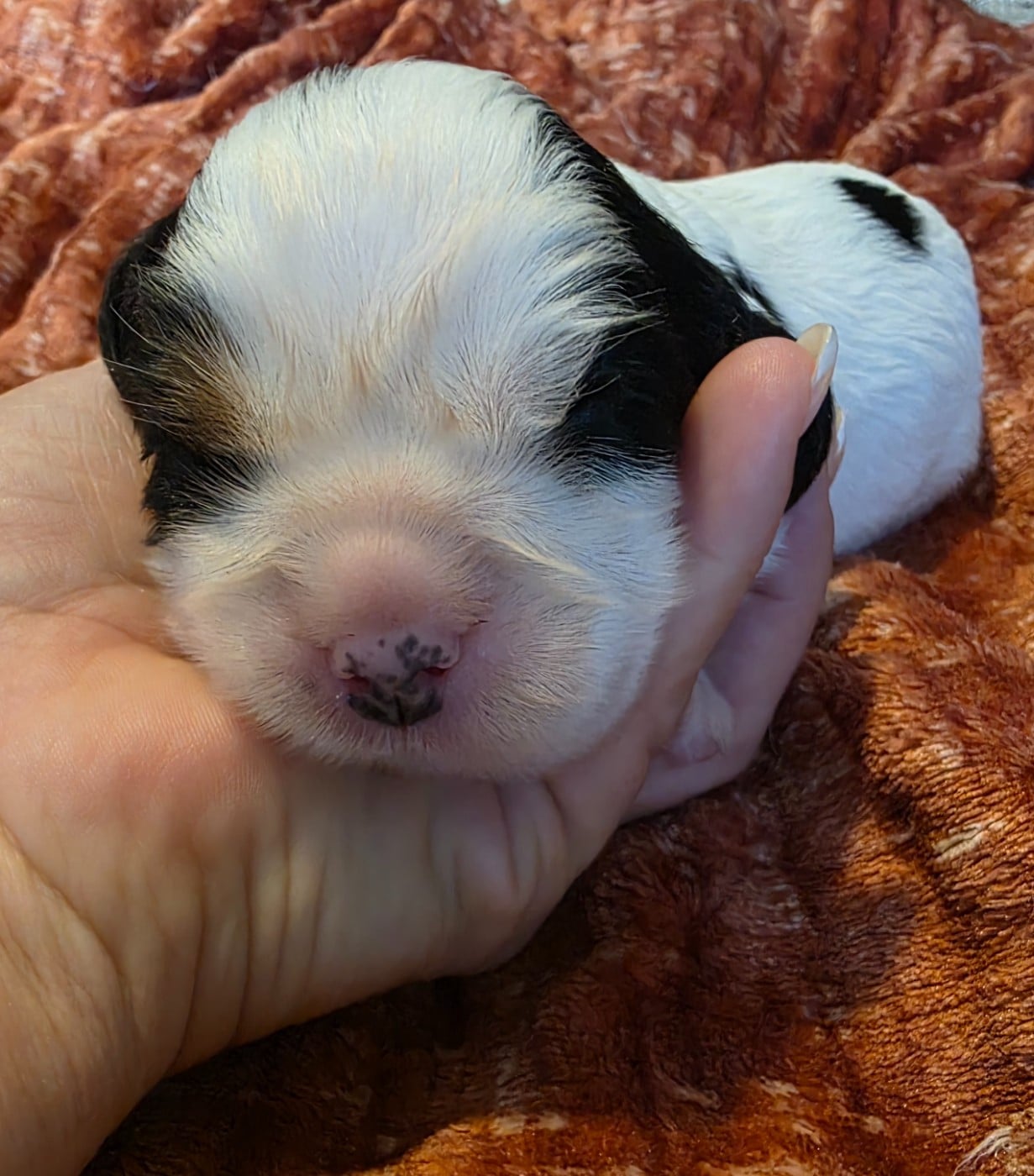 Chiot N°1