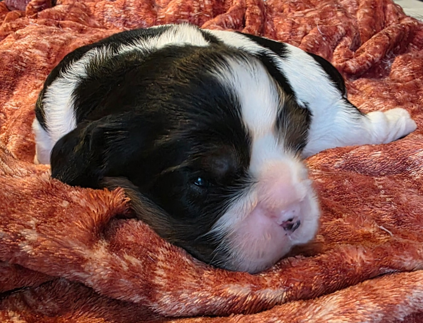 Chiot N°2