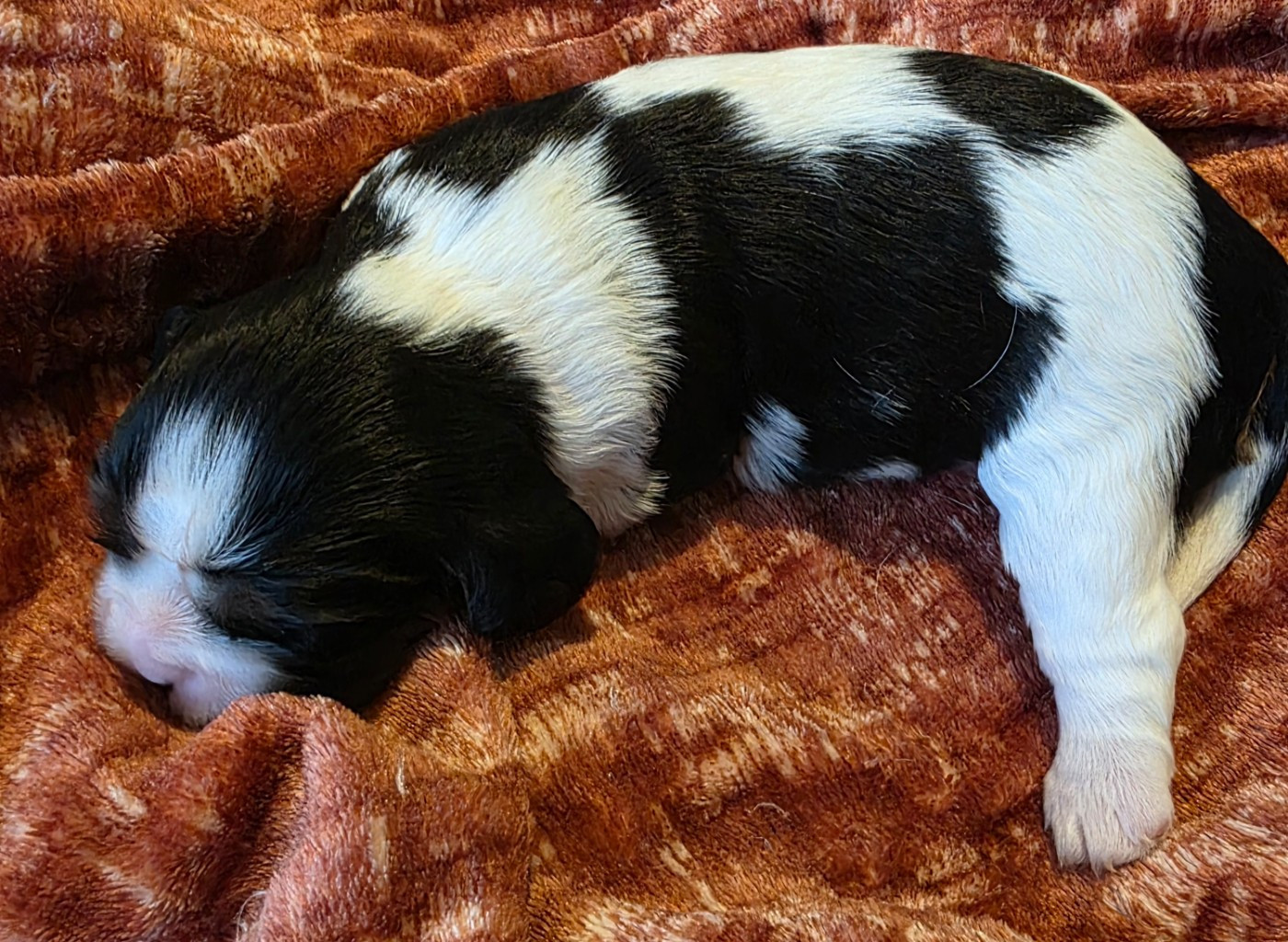 Chiot N°2